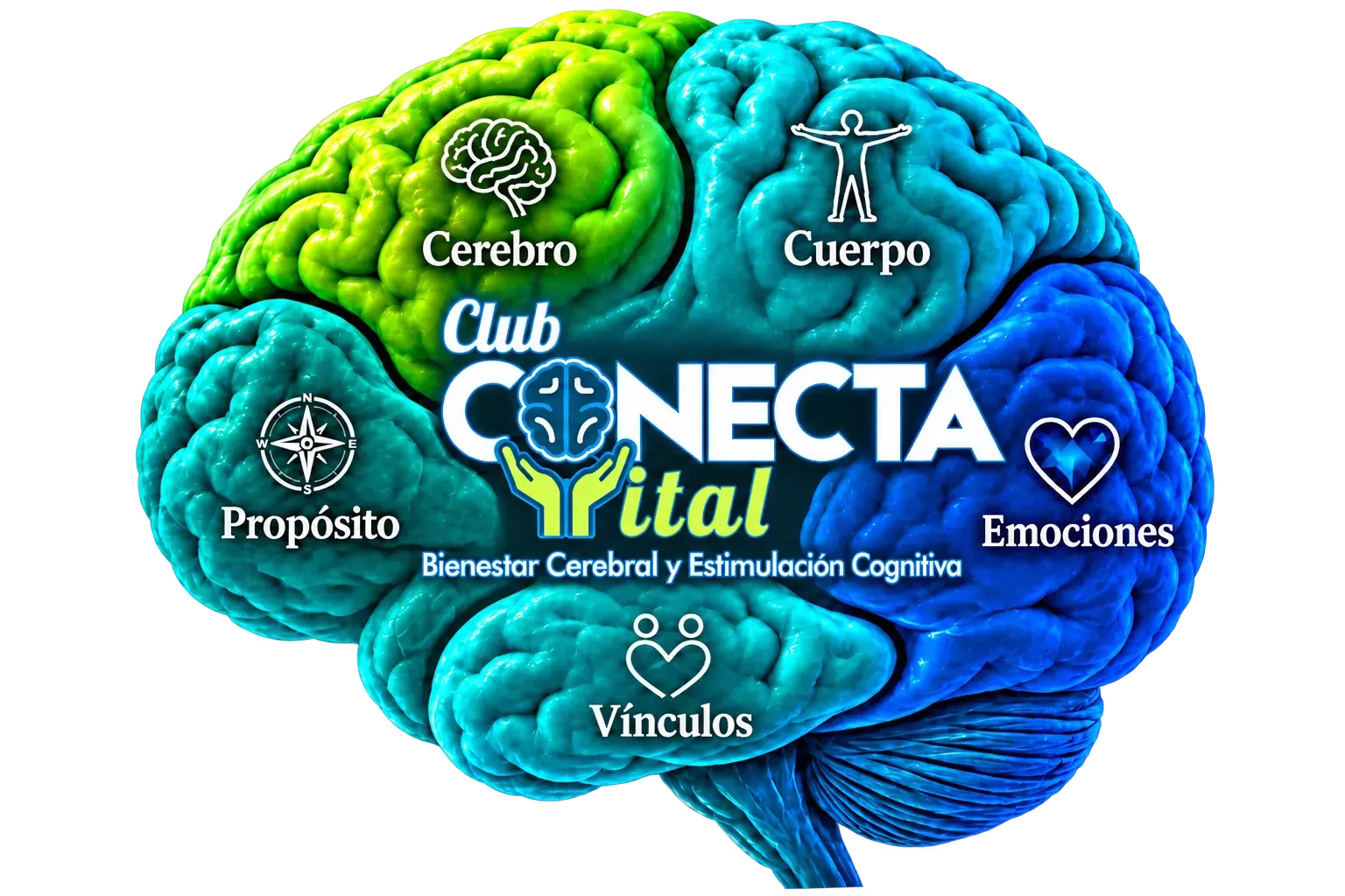 Cerebro de Conecta Vital en tonos verdes y azules: cerebro, cuerpo, emociones, vínculos y propósito. Bienestar Cerebral y Estimulación Cognitiva.